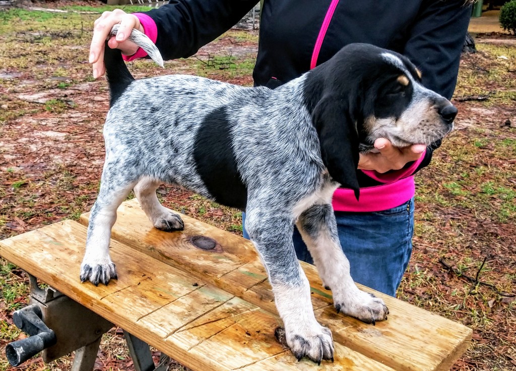 Blue tick hound sales pups